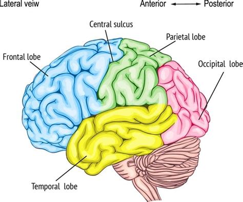 diagram of the human brain with labels