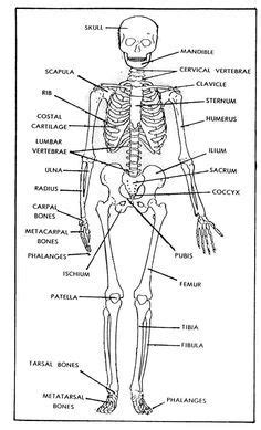 free printable bones of the human body | Figure 1-1. The human skeleton ...