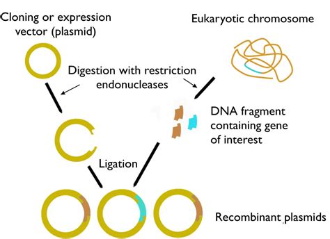 What Is Vector Dna at Vectorified.com | Collection of What Is Vector Dna free for personal use