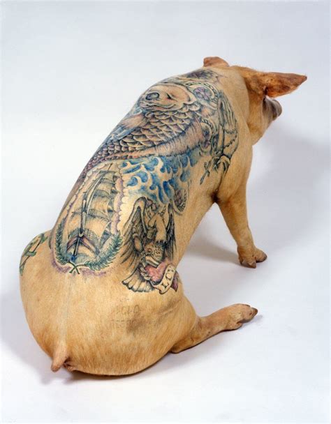 Wim Delvoye is tattooing pigs. Is this cruel? | Tattoo artists, Pig ...