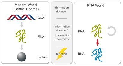 Long chains give new life to RNA world hypothesis | News | Chemistry World