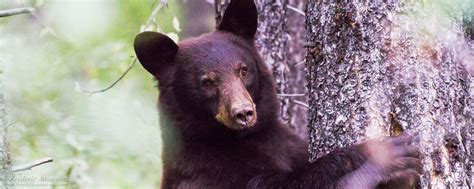 Alberta – Rocky Mountains – Wildlife | Ansermoz-Photography