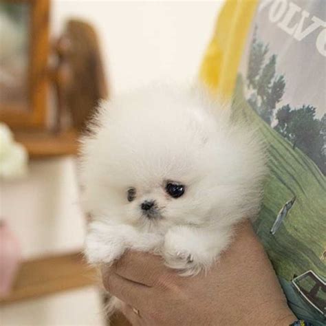 Teacup Pomeranian: Size & More About This Mini Dog Breed