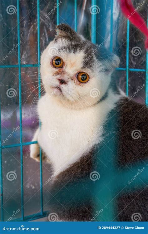 A Cute Garfield Cat Sleeping in a Cage Stock Image - Image of documentary, cute: 289444327