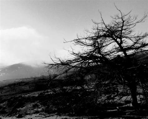 Free Images : tree, nature, branch, snow, winter, cloud, black and ...