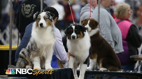 WATCH: Behind the scenes of the 2023 National Dog Show (Breed Judging ...