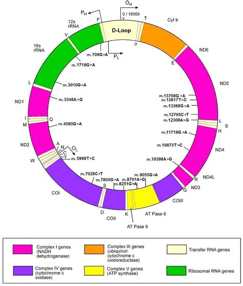 Mitochondrial haplogroup H1 is protective for ischemic stroke in Portuguese patients | BMC ...