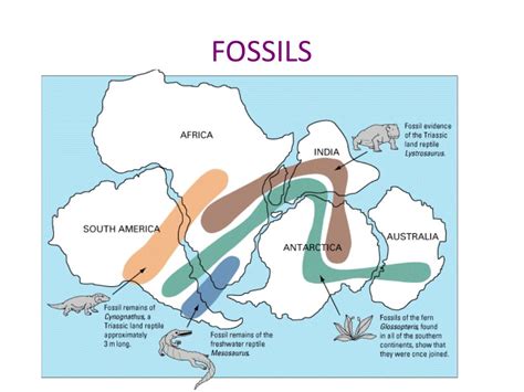 Pangea Map With Fossils