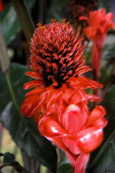 Amazon Flower - Geographic Media