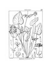 Valeriana Brunoniana coloring Page  Free Printable Coloring Pages sketch template