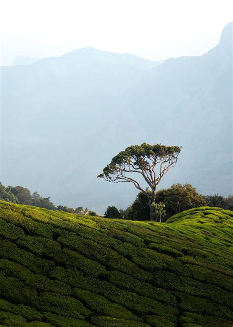 Lone tree : r/LandscapePhotography