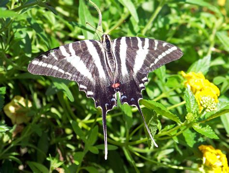 zebra swallowtail butterfly free image | Peakpx