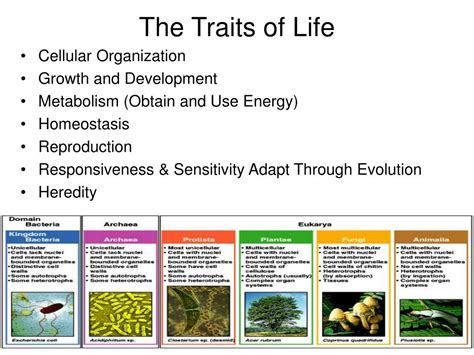 PPT - The Characteristics of Life PowerPoint Presentation, free download - ID:206071