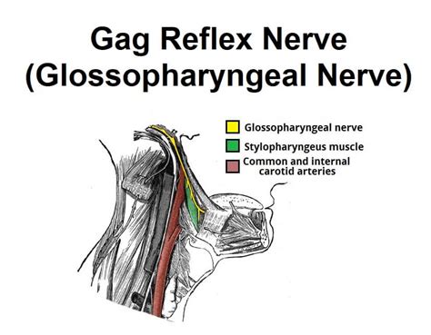 Gag reflex nerve (Glossopharyngeal nerve) | News | Dentagama