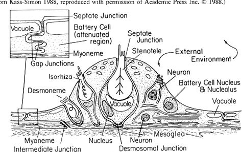 [PDF] The behavioral and developmental physiology of nematocysts 1 ...