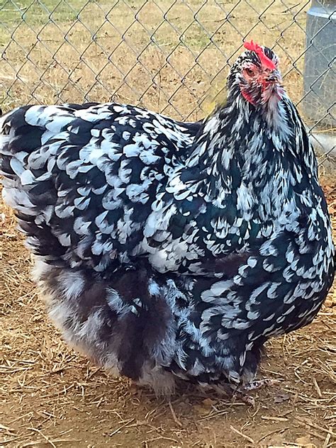 English Black & White Mottled Orpington Hen | Chickens backyard, Beautiful chickens, Chicken and cow