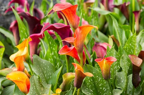 Calla Lily Division: When And How To Divide A Calla Lily Plant