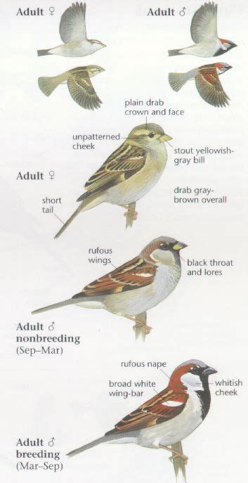 House Sparrow identification and information | Backyard birds sanctuary ...