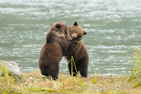 Grizzly Bear Cubs Playing