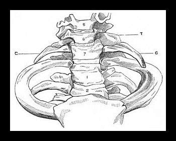 Cervical Rib | Cervical, Physiotherapy exercises, Injury prevention