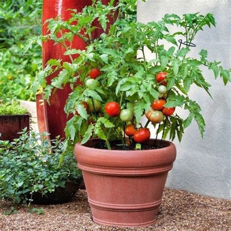 Buy Heirloom Vegetable Seeds online from Nurserylive at lowest price.