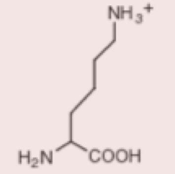 Amino Acid practice Flashcards | Quizlet