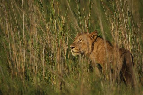 Grassland Biome Animals Lions