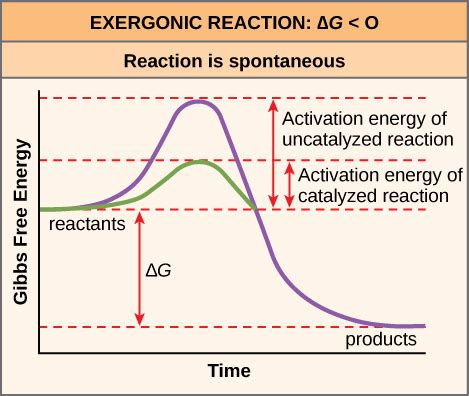 Biology 2e, The Cell, Metabolism, Potential, Kinetic, Free, and Activation Energy | OpenEd CUNY