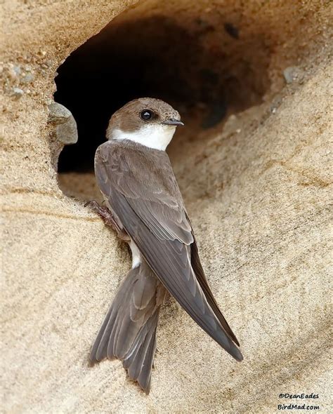 Sand martin | Beautiful birds, Sand martin, Bird species