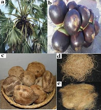 (a) Borassus tree, (b) fruits, (c) dried fruits, (d) Borassus fruit ...