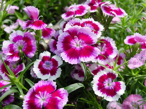 Romantic Flowers: Petunia Flowers