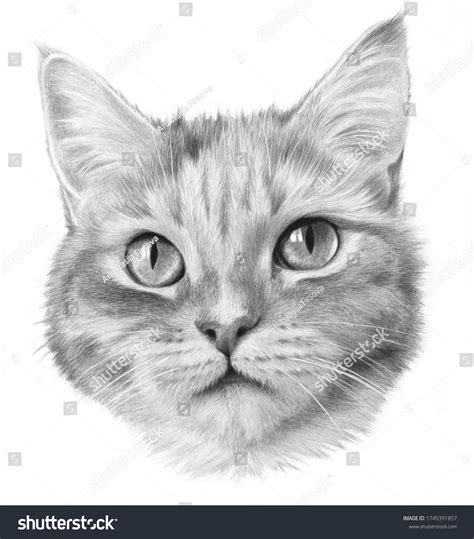 19,105 Pencil Drawing Cat Images, Stock Photos & Vectors | Shutterstock