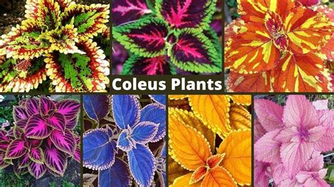 30 Varieties of Coleus Plants With Names /Best Types of Coleus Varieties / Rare Varieties of ...