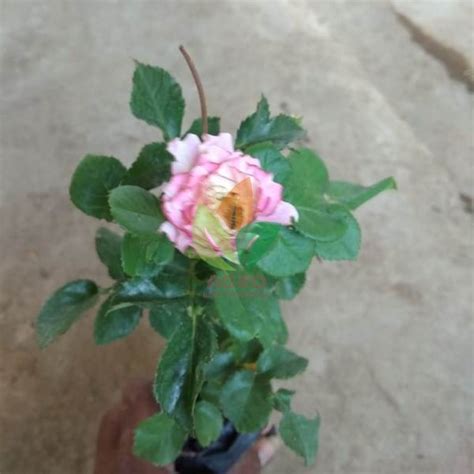 Jual Bibit Mawar Pink Cantik | Agro Bibit ID