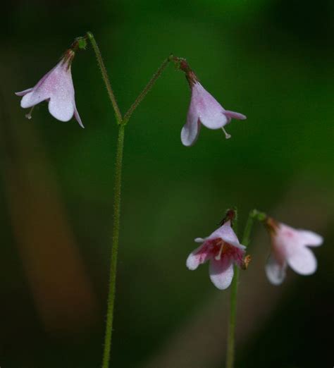 Linnea (Linnaea borealis) by Hans Bister | Flowers photography, Fancy ...