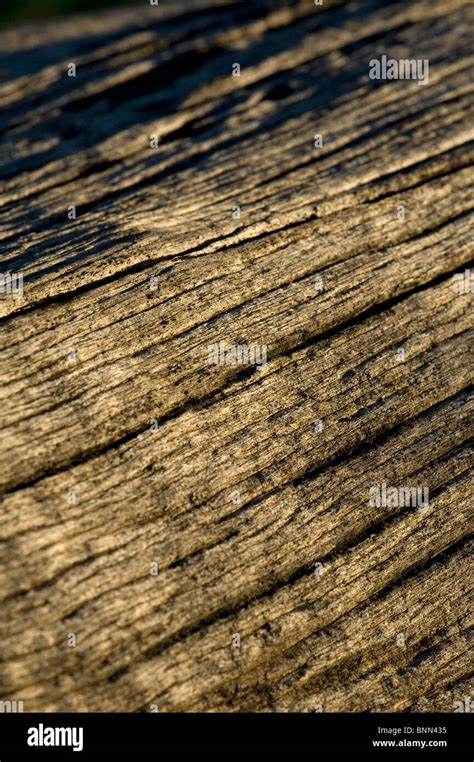 Abstract texture on a branch Stock Photo - Alamy