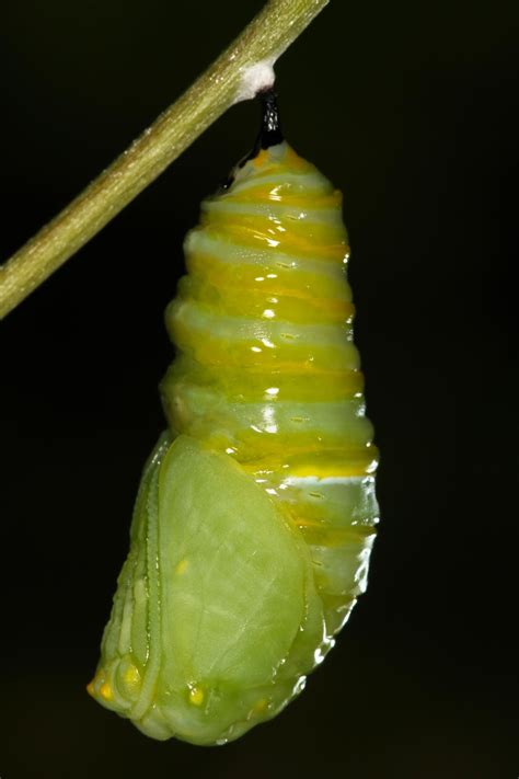 All of Nature: Monarch Caterpillar Changes to Chrysalis