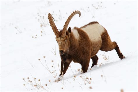 Himalayan Ibex, Kibber, Spiti Valley, Himachal Pradesh | Conservation India