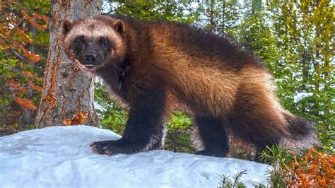 US moves to protect wolverines as climate change melts refuges | king5.com