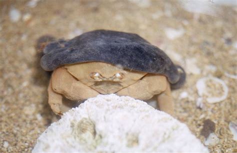 Drum Favourites: the Southern Sponge Crab | Western Australian Museum