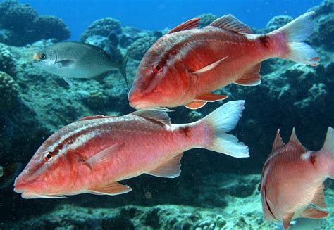 KUMU ~ Molokai Hawaii | Molokai hawaii, Ocean life, Fish pet