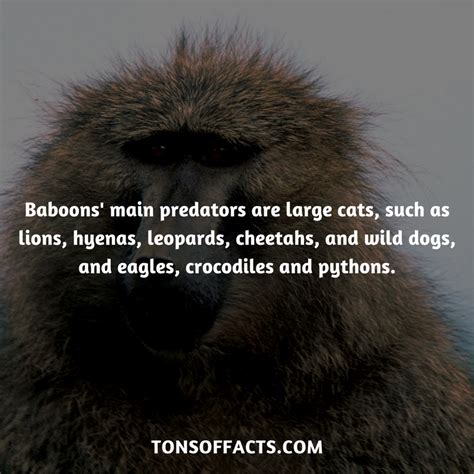 25 Interesting And Fun Facts About Baboons - Tons Of Facts | Fun facts about animals, Baboon ...