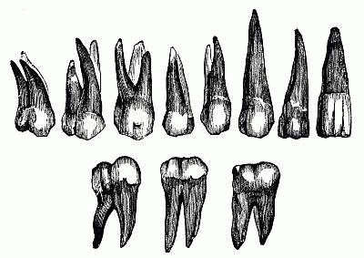 Realistic drawing of the various forms of human teeth. | Teeth drawing, Realistic drawings ...