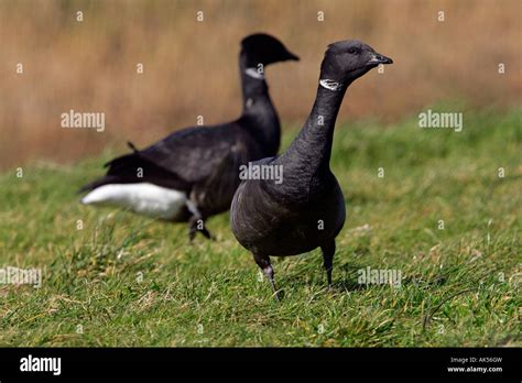 Brent Goose Stock Photo - Alamy