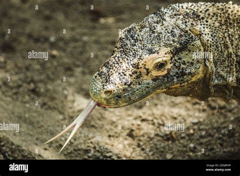 komodo dragon tongue Stock Photo - Alamy