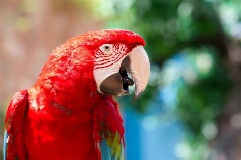 Red Parrot Names 51+ BEST & TOP Ideas - PetShoper