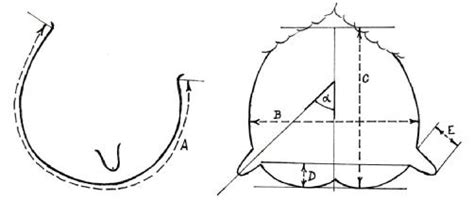 Udder measurements. A: udder length; B: udder width; C: (rear) udder ...