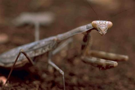 Can A Praying Mantis Kill A Snake? – Fauna Facts