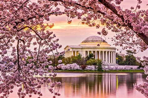 Cherry Blossoms, water, Tidal Basin, Washington DC, Jefferson Memorial ...