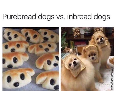 purebread dogs vs inbread dogs | Dogs | Know Your Meme